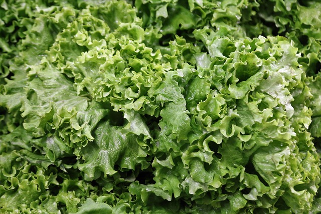 lettuces